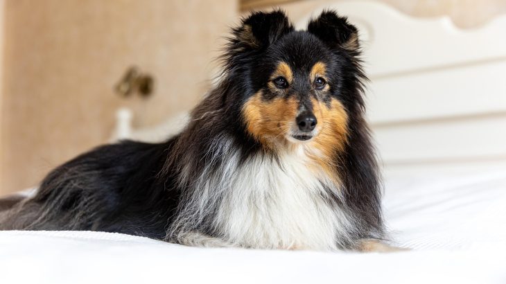 【ペットホテル運営者必見！】RESERVA予約サイトで絶対に使うべき機能5選